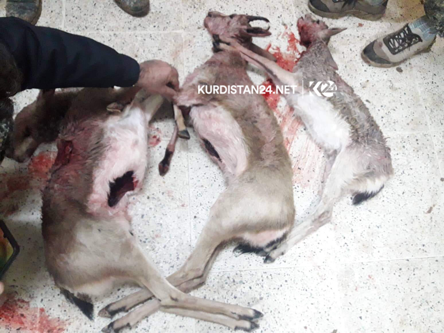 چەند راوچییەک لە گەرمیان سێ ئاسک دەکوژن